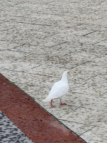 Feral Pigeon