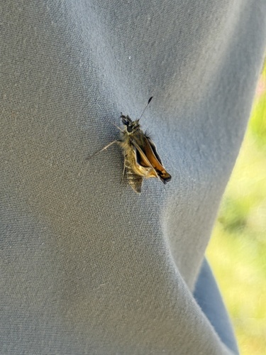 iNaturalist observation photo of Butterflies and Moths