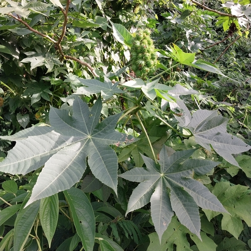 castor bean