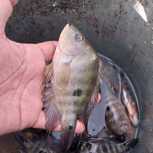 Midas Cichlid