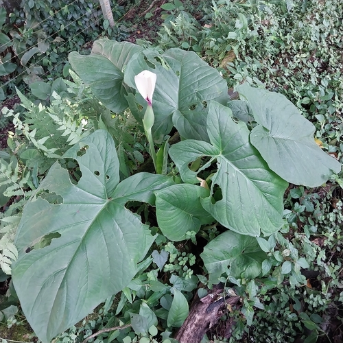 Xanthosoma mexicanum