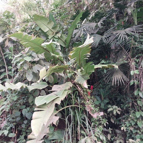 red giant heliconia