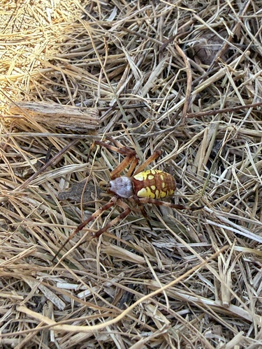 Yellow Garden Spider