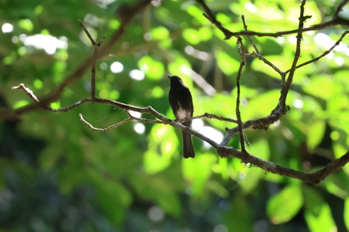 Black Phoebe