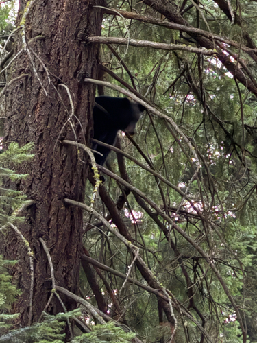 American Black Bear