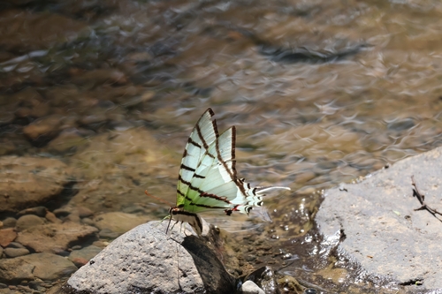 Great Kite-Swallowtail