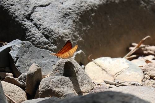 Orange Daggerwing