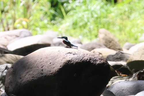 Green Kingfisher