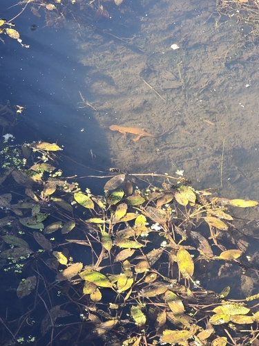 Rough-skinned Newt observed by barbara1383