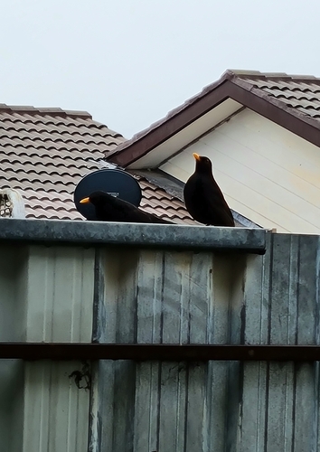 Eurasian Blackbird