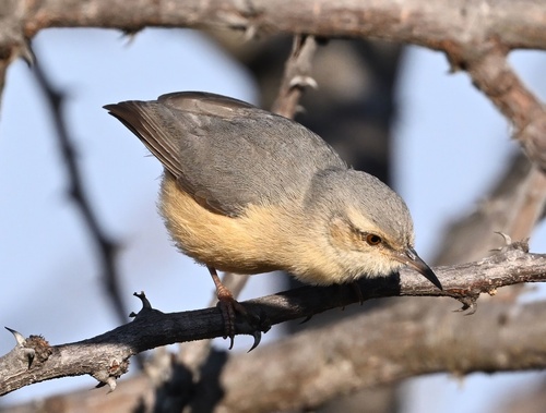 Long-billed Crombec