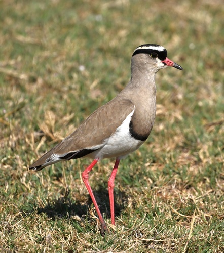 Crowned Lapwing