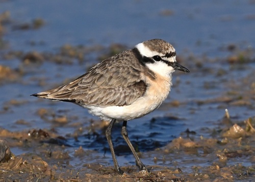 Kittlitz's Plover