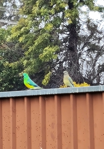 Red-rumped Parrot