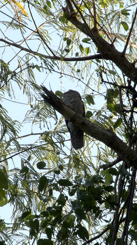Northern Potoo