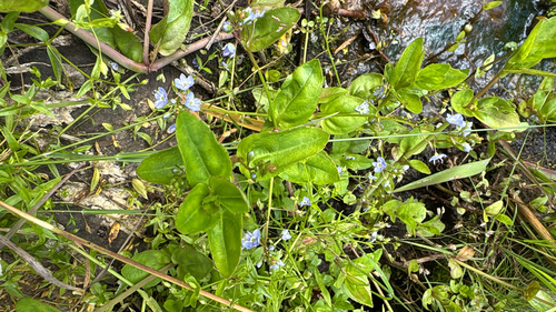 American brooklime