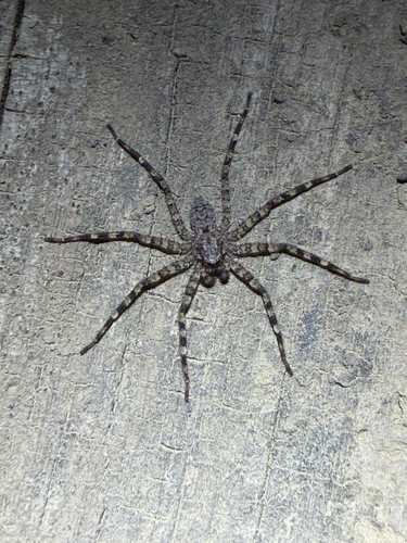Selenops mexicanus