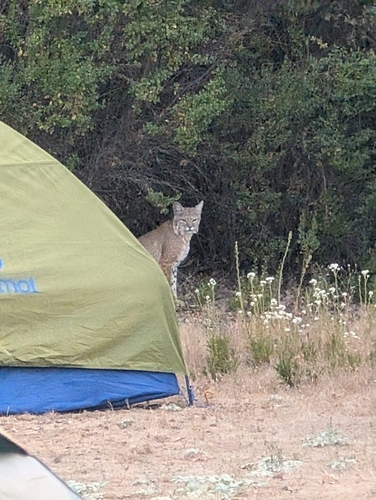 iNaturalist observation photo of Bobcat