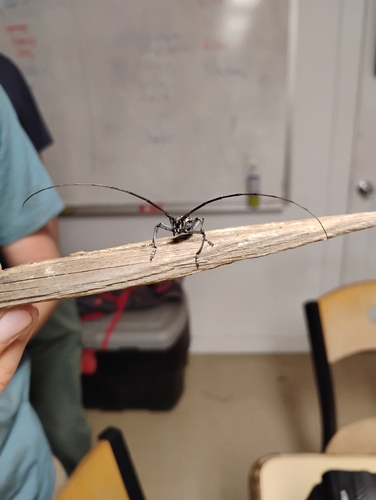 iNaturalist observation photo of Sawyer Beetles