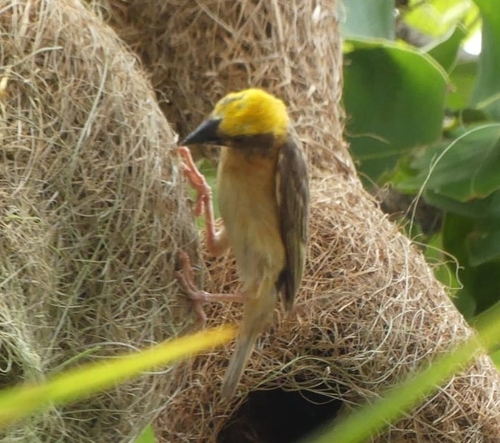 Baya Weaver