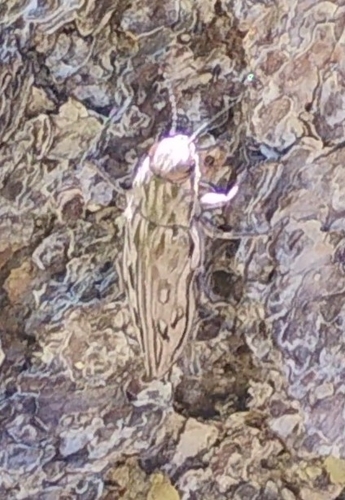 iNaturalist observation photo of Western Sculptured Pine Borer