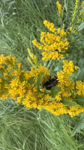 iNaturalist observation photo of Bumble Bees