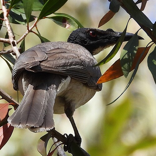 Noisy Friarbird