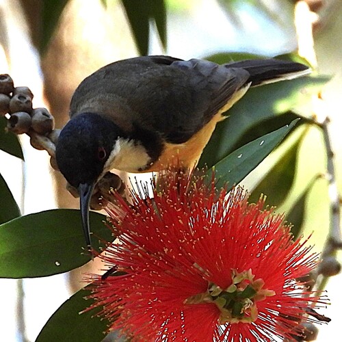 Eastern Spinebill