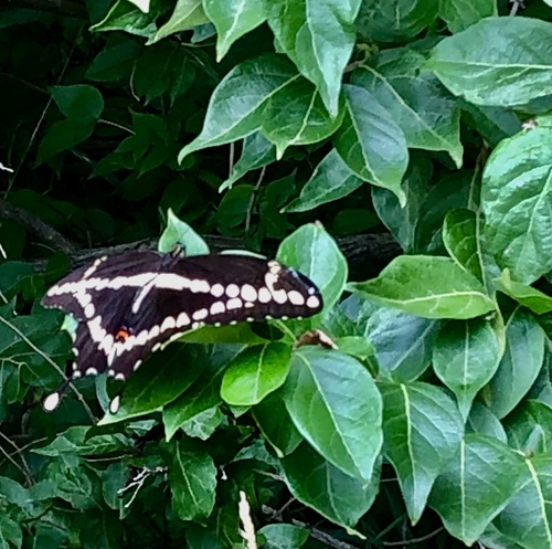 Eastern Giant Swallowtail