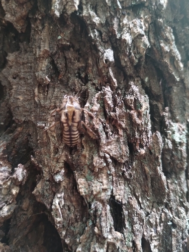 iNaturalist observation photo of Cicadas