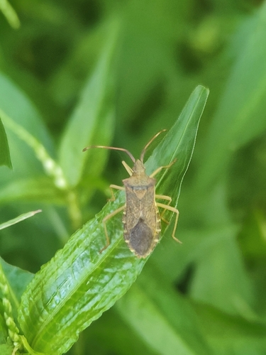 Box Bug
