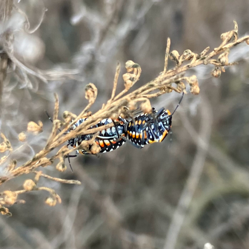 iNaturalist observation photo of Harlequin Bug