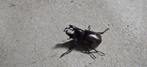 East Australian Rhinoceros Beetle