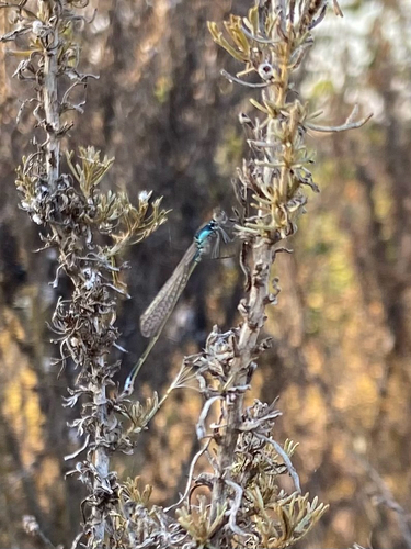 iNaturalist observation photo of Pacific Forktail
