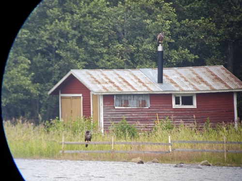 White-tailed Eagle