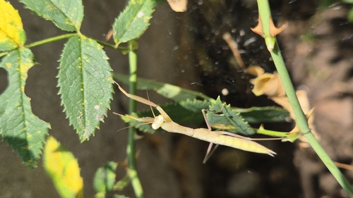 European Mantis