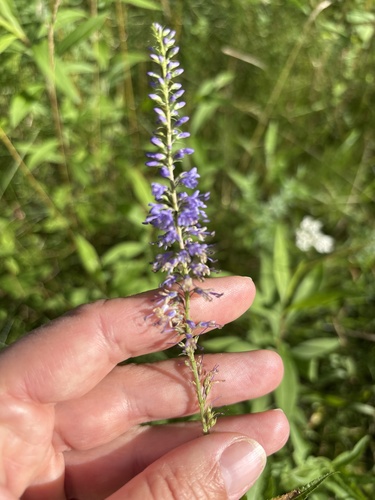 Long-leaved Speedwell