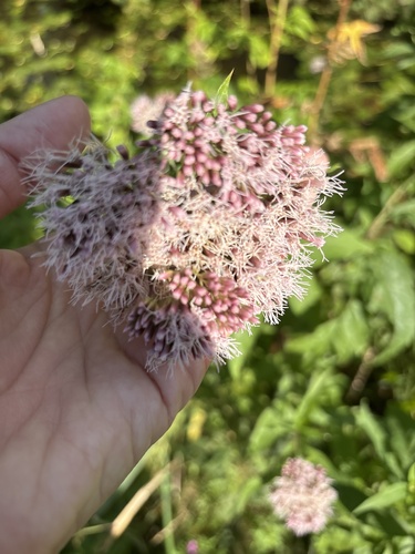 hemp agrimony