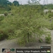 Acacia nilotica