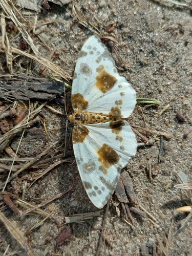 Clouded Magpie