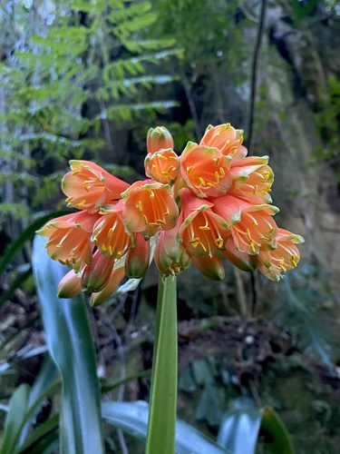 Clivia X nimbicola