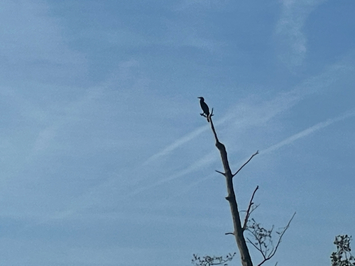 Great Cormorant