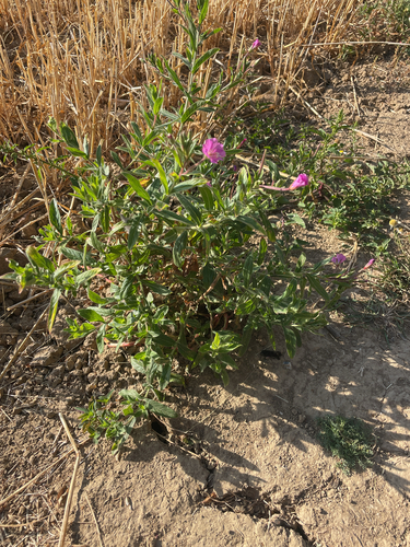 Great Willowherb