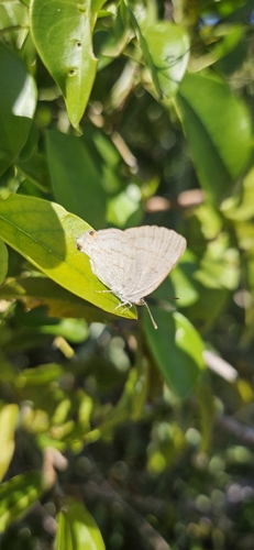 Purple-brown Hairstreak