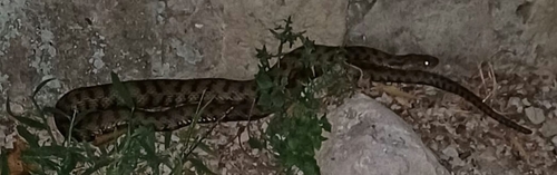 Tessellated Water Snake