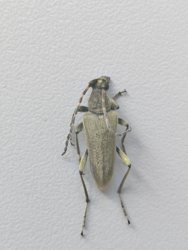 Lepturobosca virens