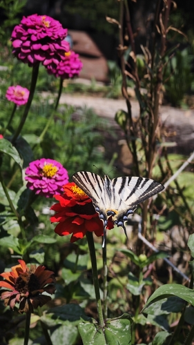Scarce Swallowtail