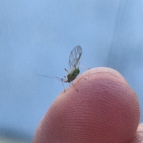 Potato Aphid
