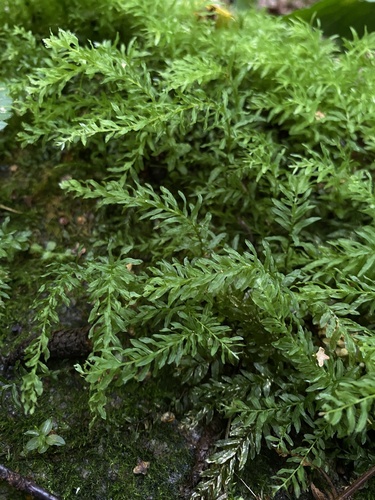 Palm-tree Moss