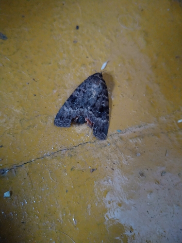 Svensson's Copper Underwing